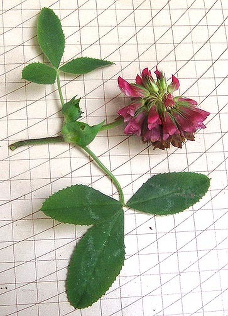 Buffalo Clover photo 7