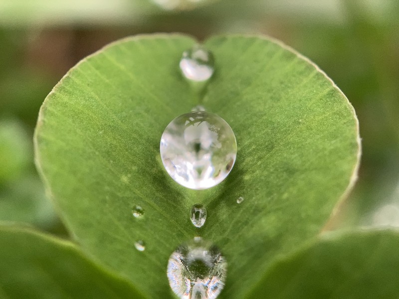 White Clover photo 5