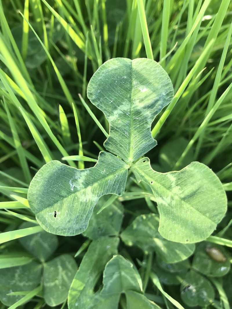White Clover photo 6