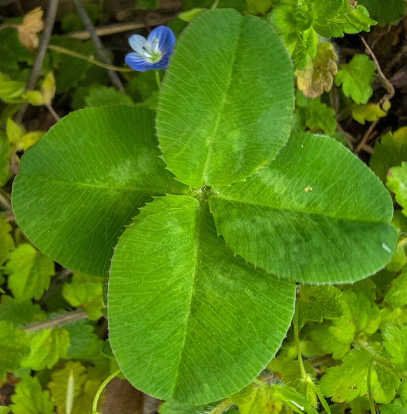 White Clover photo 7