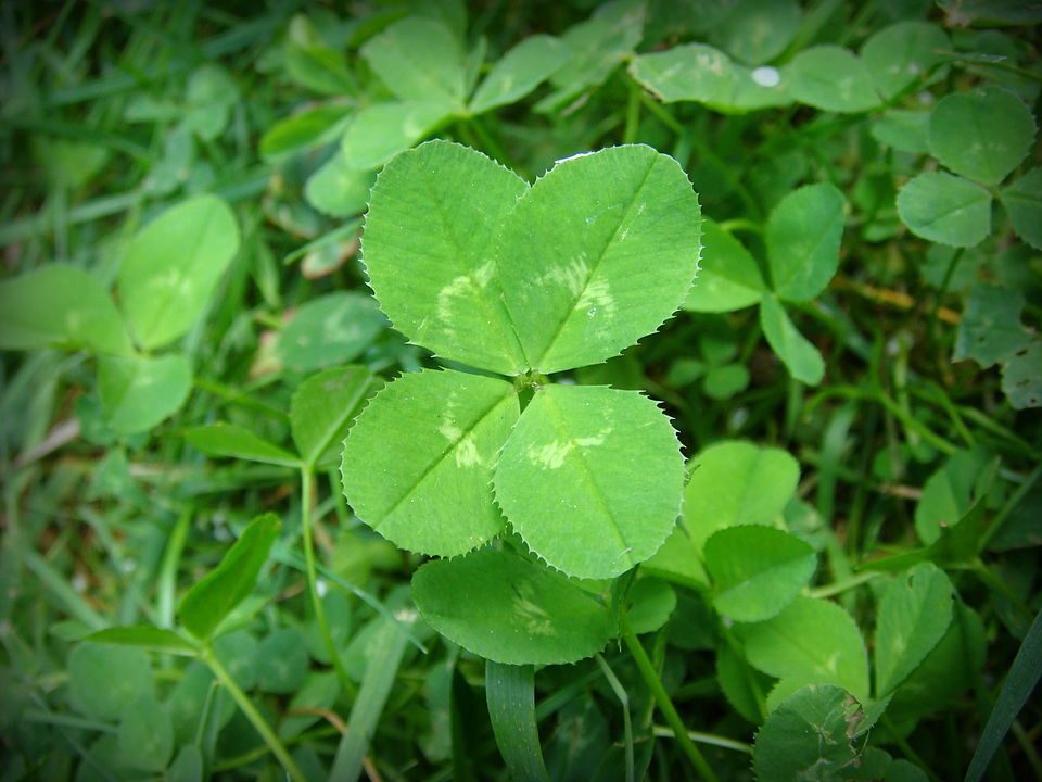 White Clover photo 5