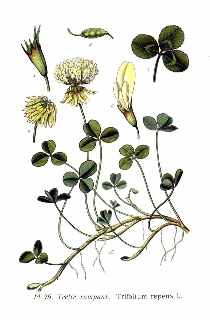 White Clover photo 2