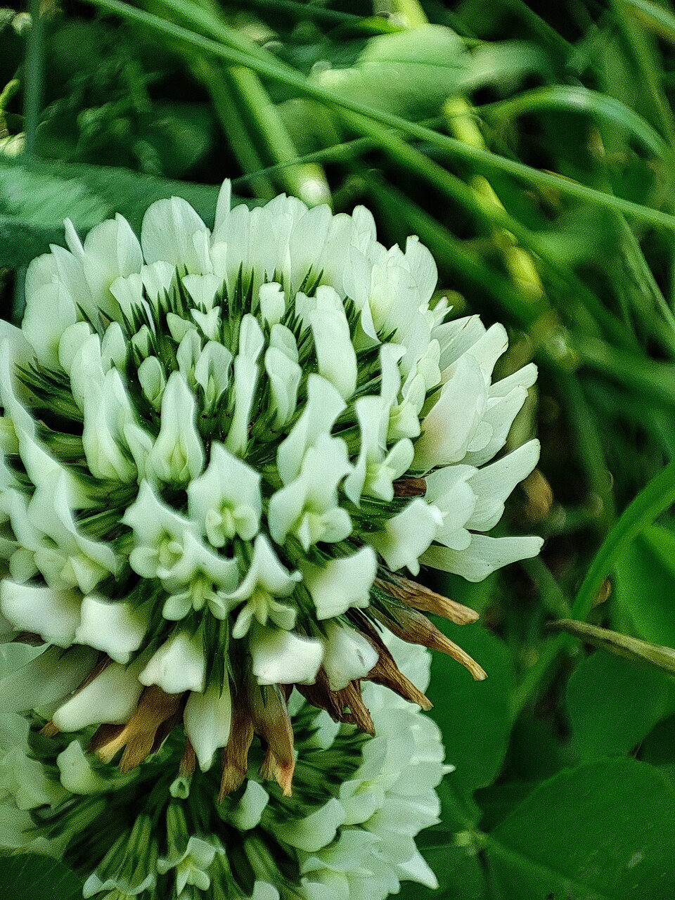 White Clover photo 6