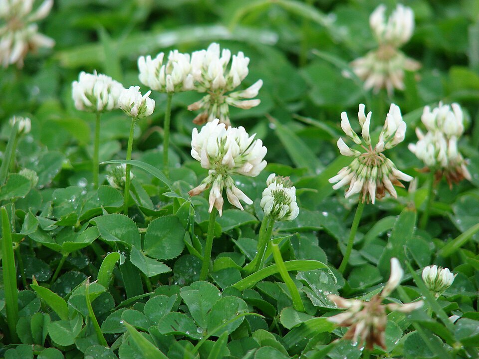 White Clover photo 7