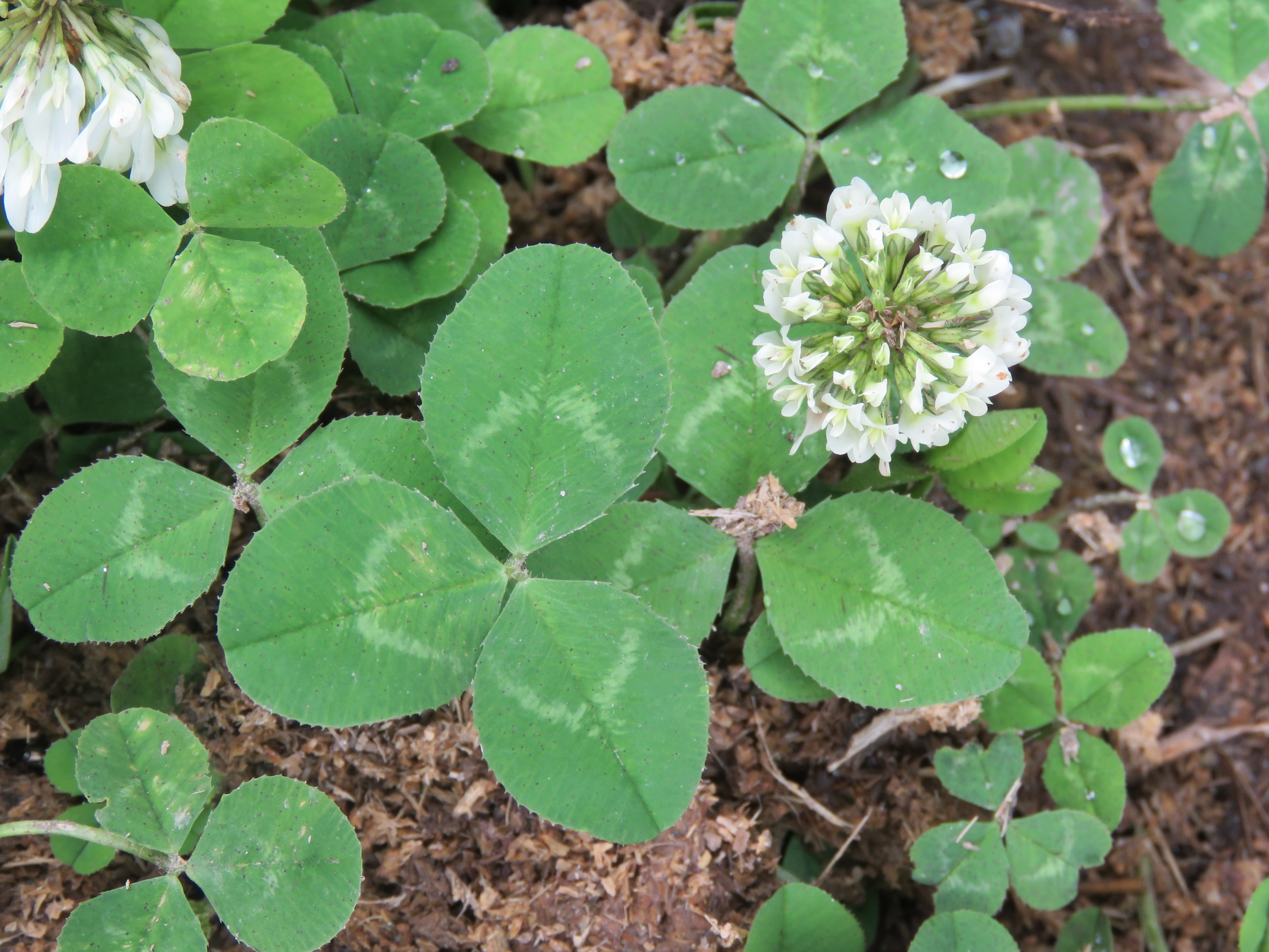 White Clover