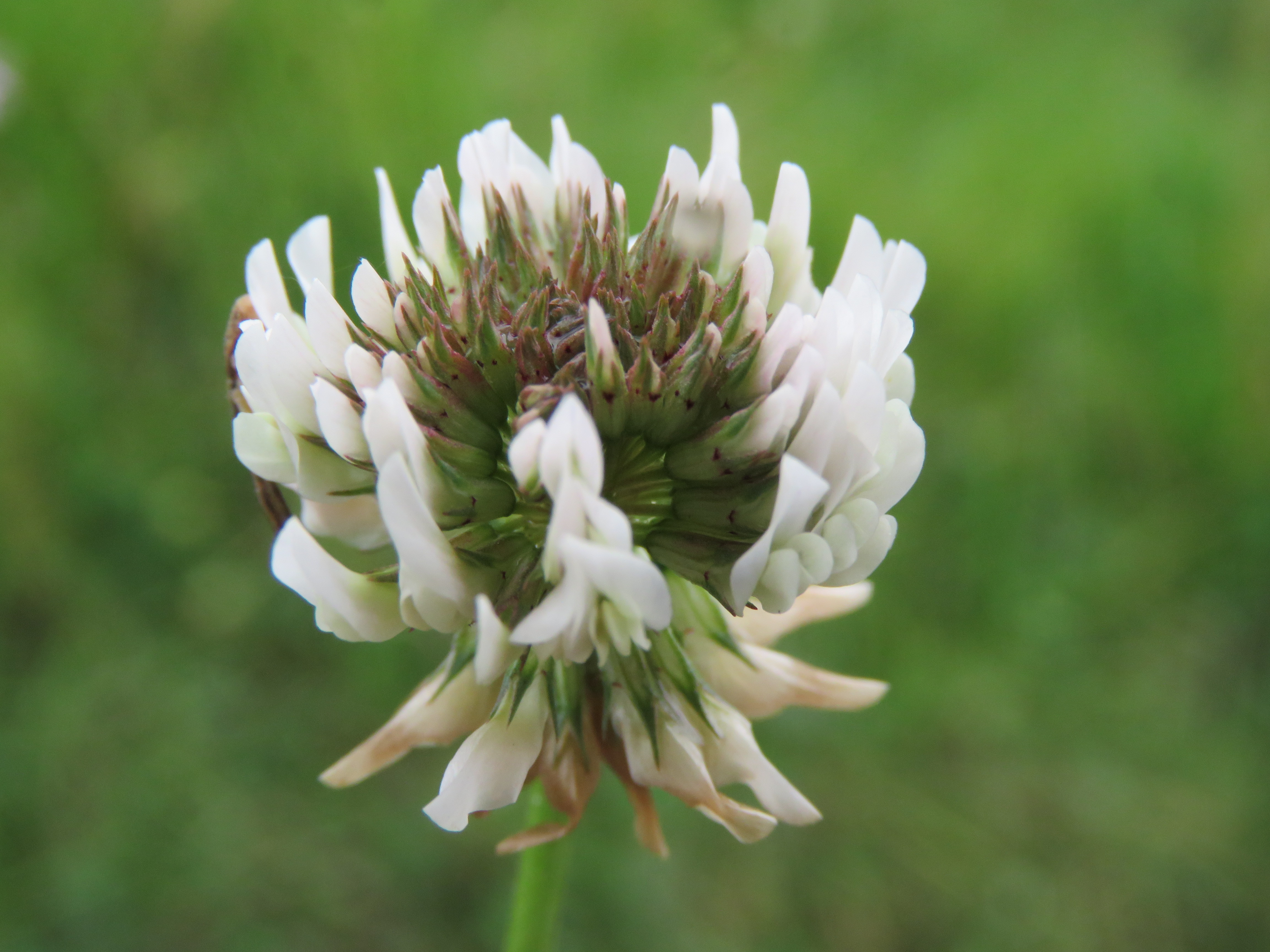 White Clover photo 8