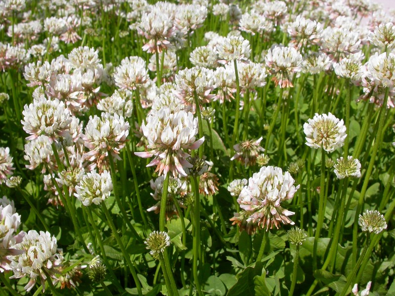 White Clover photo 2
