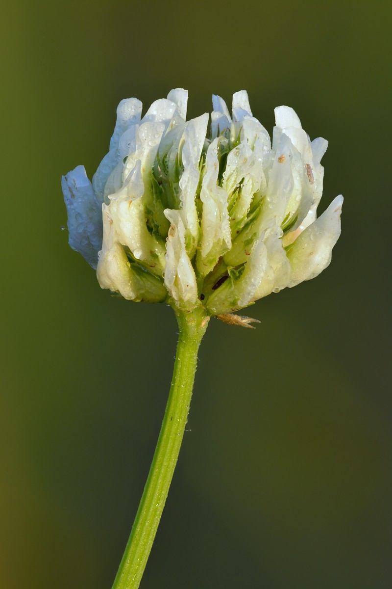 White Clover photo 4