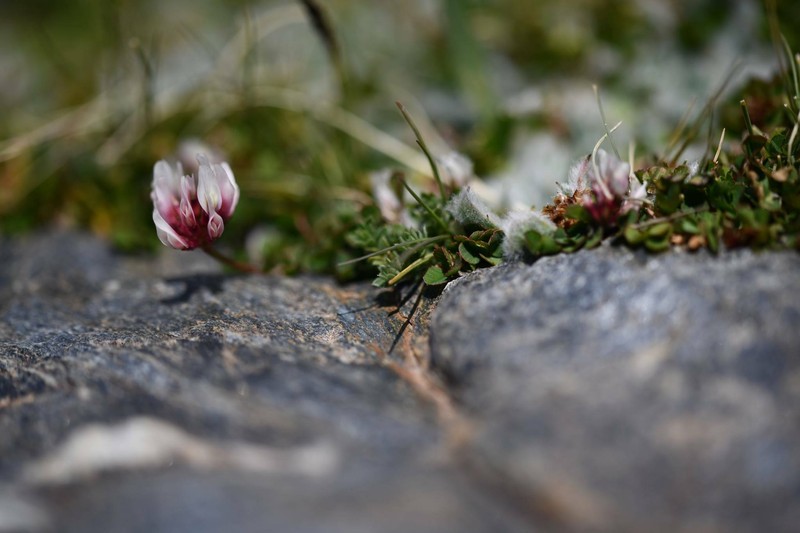 Trifolium repens subsp. nevadense