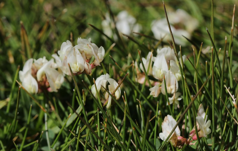 Trifolium repens subsp. nevadense photo 2