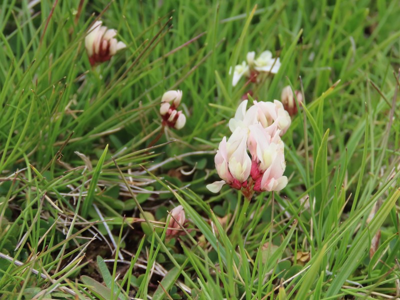 Trifolium repens subsp. nevadense photo 3