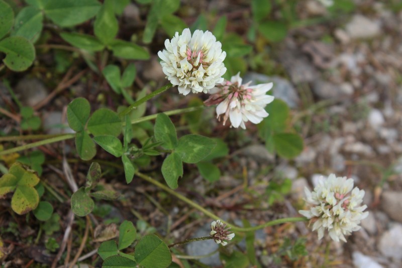 Trifolium repens subsp. ochranthum