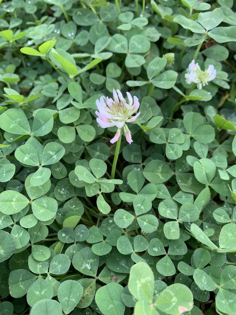 Trifolium repens subsp. repens