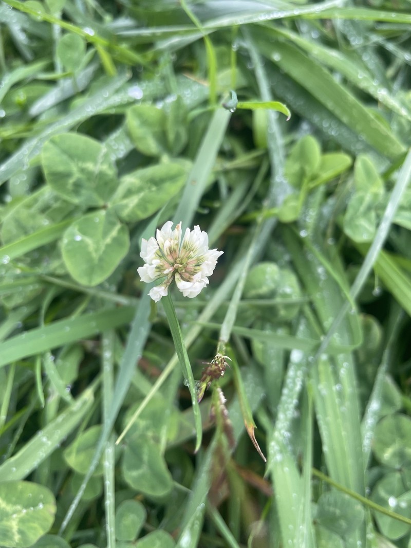 Trifolium repens subsp. repens photo 2