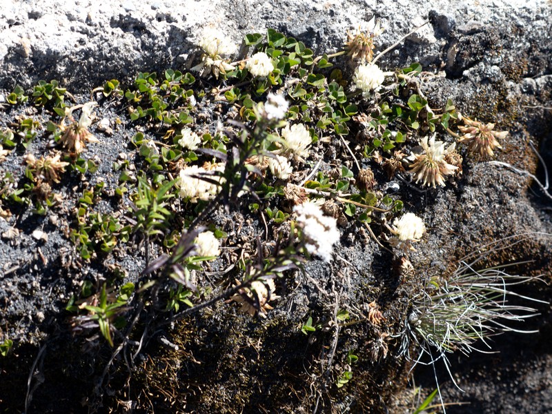 Trifolium repens subsp. repens photo 3