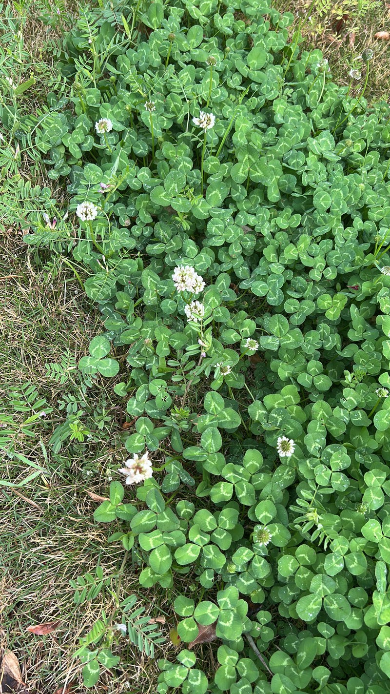 Trifolium repens subsp. repens photo 4