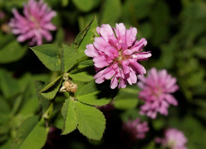 Reversed Clover photo 2