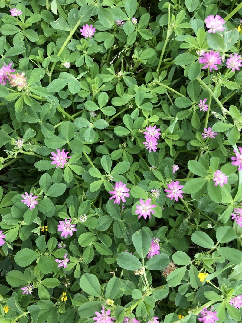 Reversed Clover photo 3