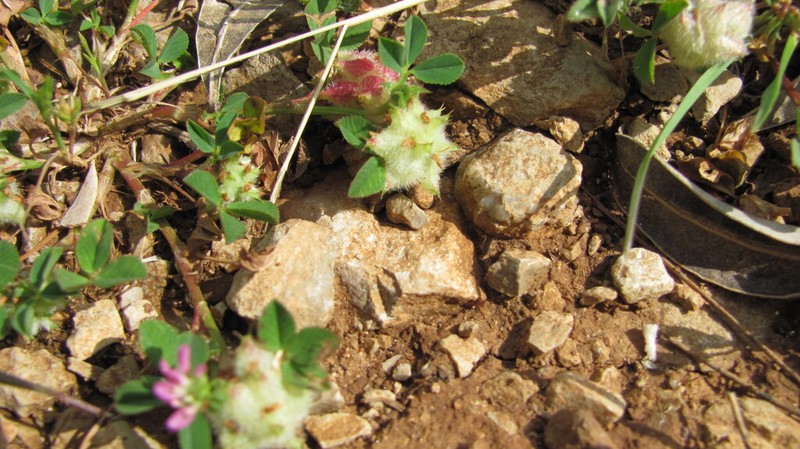 Reversed Clover photo 4