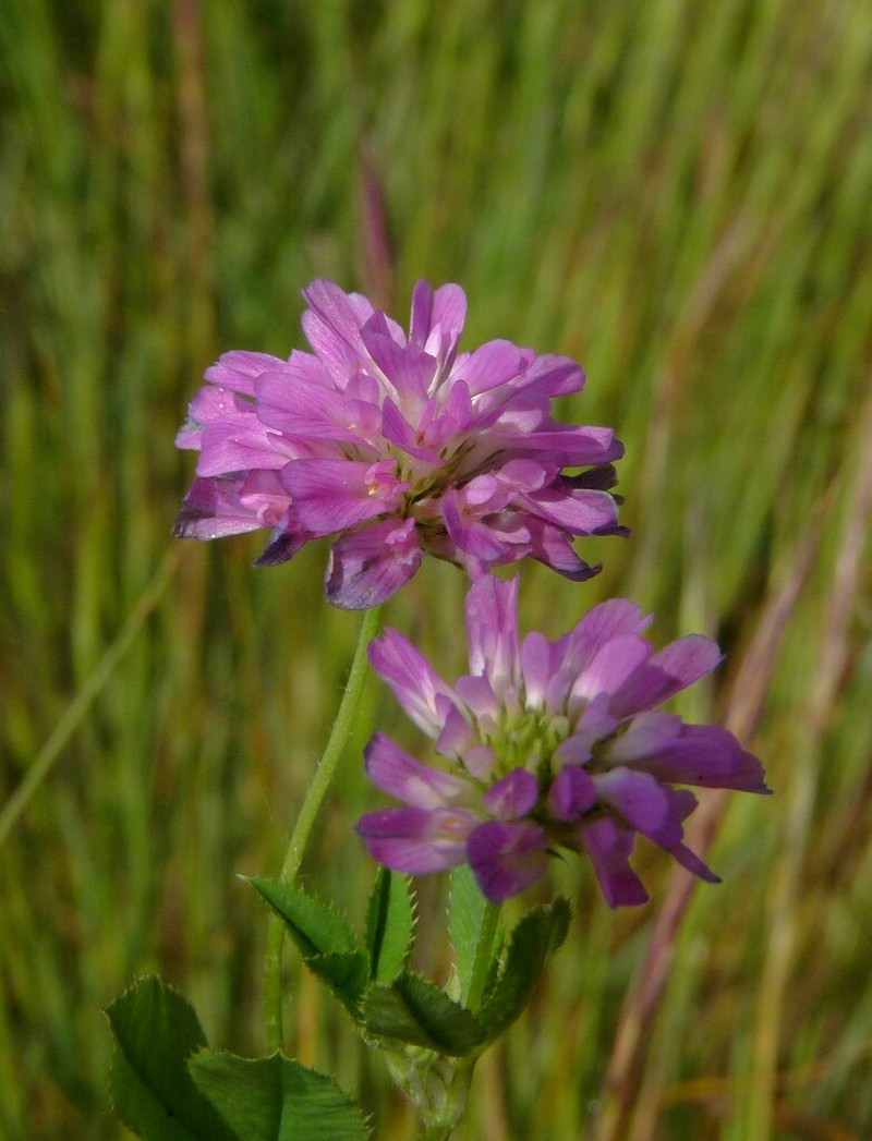 Reversed Clover photo 5