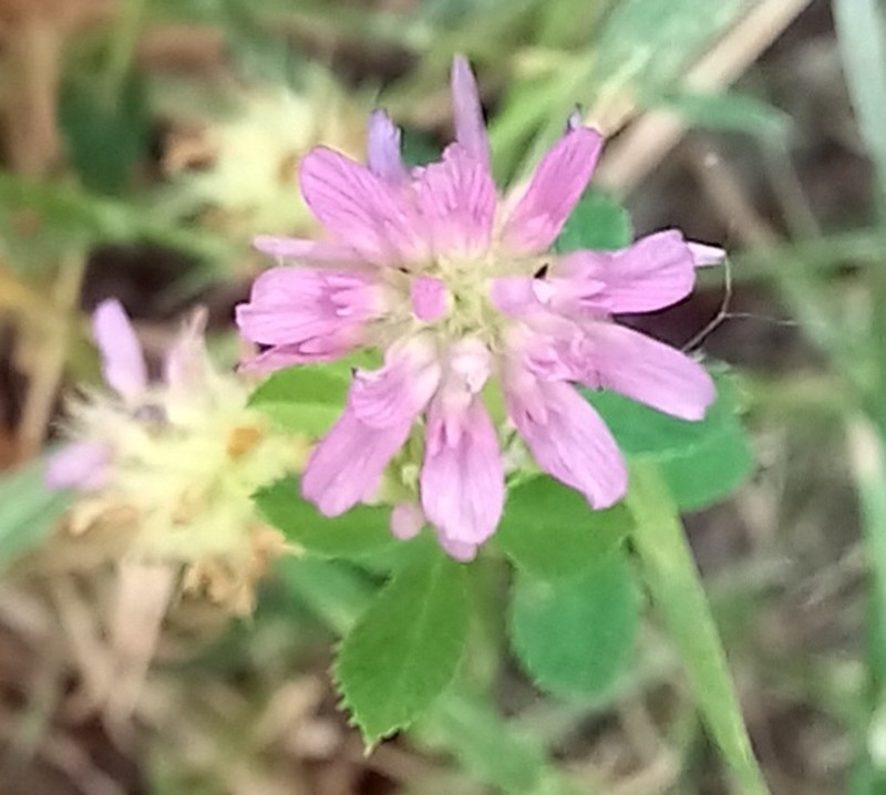 Reversed Clover photo 6