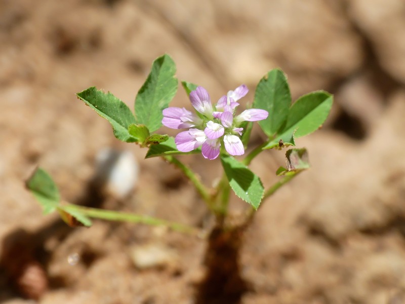 Reversed Clover photo 7