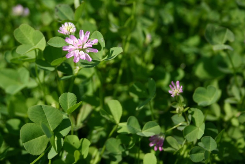 Reversed Clover photo 4