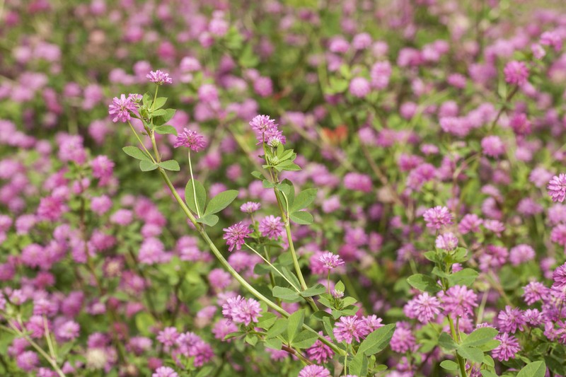 Reversed Clover photo 5