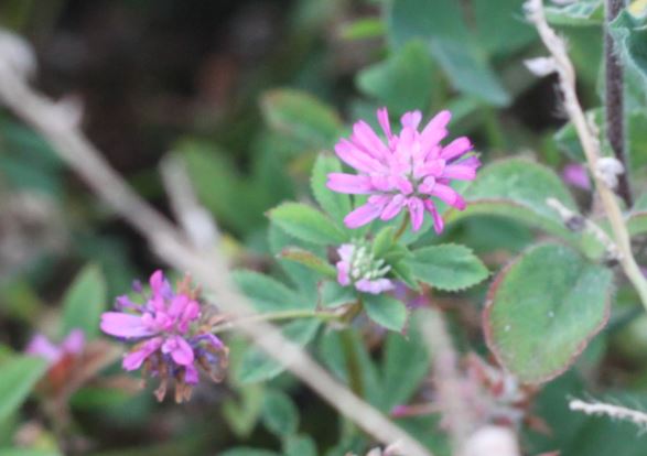 Reversed Clover photo 6