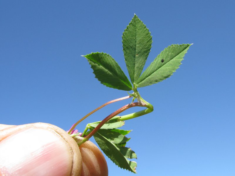 Reversed Clover photo 8