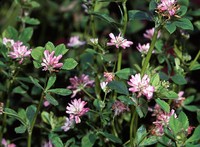 Reversed Clover