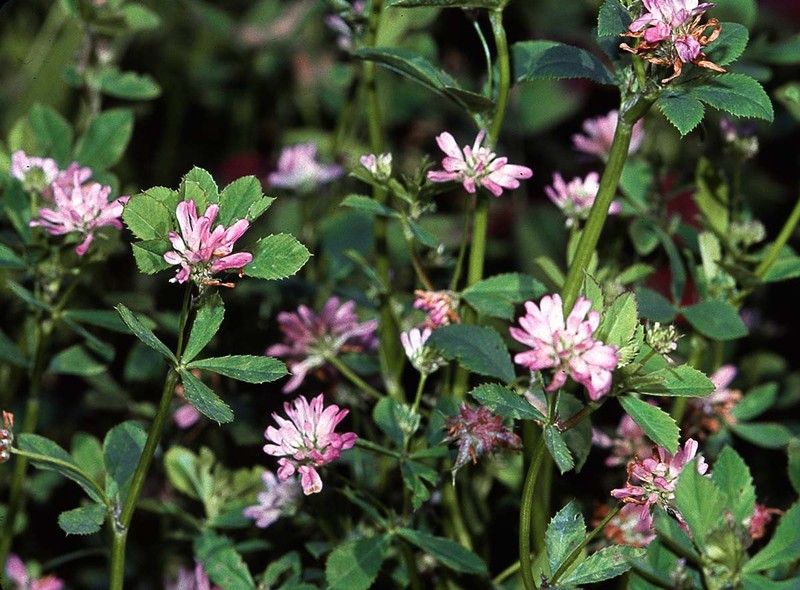 Reversed Clover