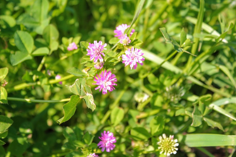 Reversed Clover photo 3