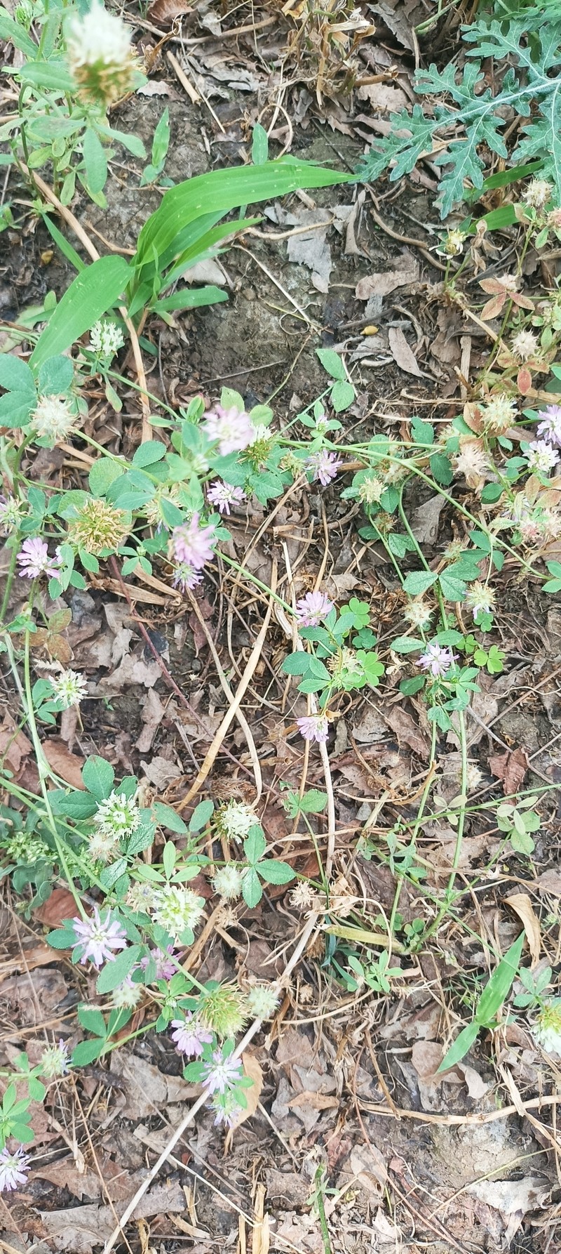 Trifolium resupinatum var. majus photo 2