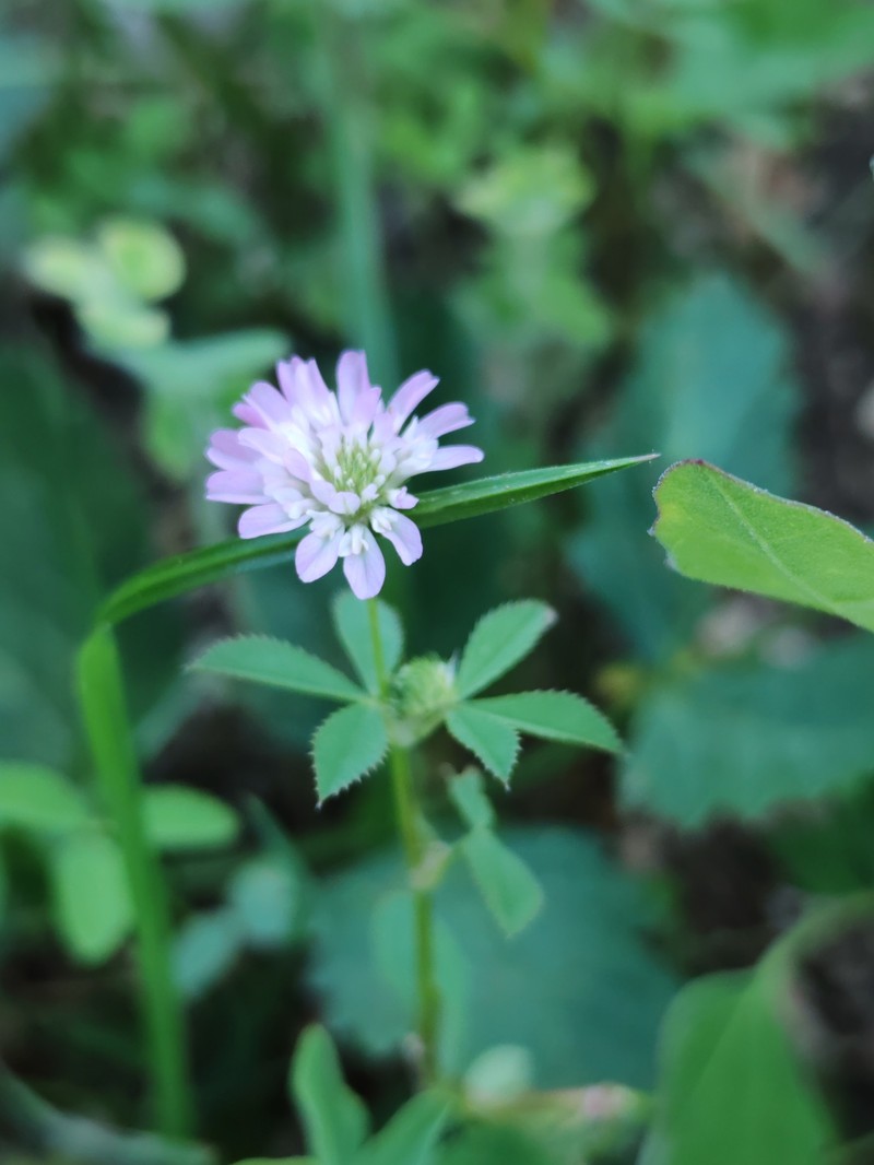 Trifolium resupinatum var. majus photo 3