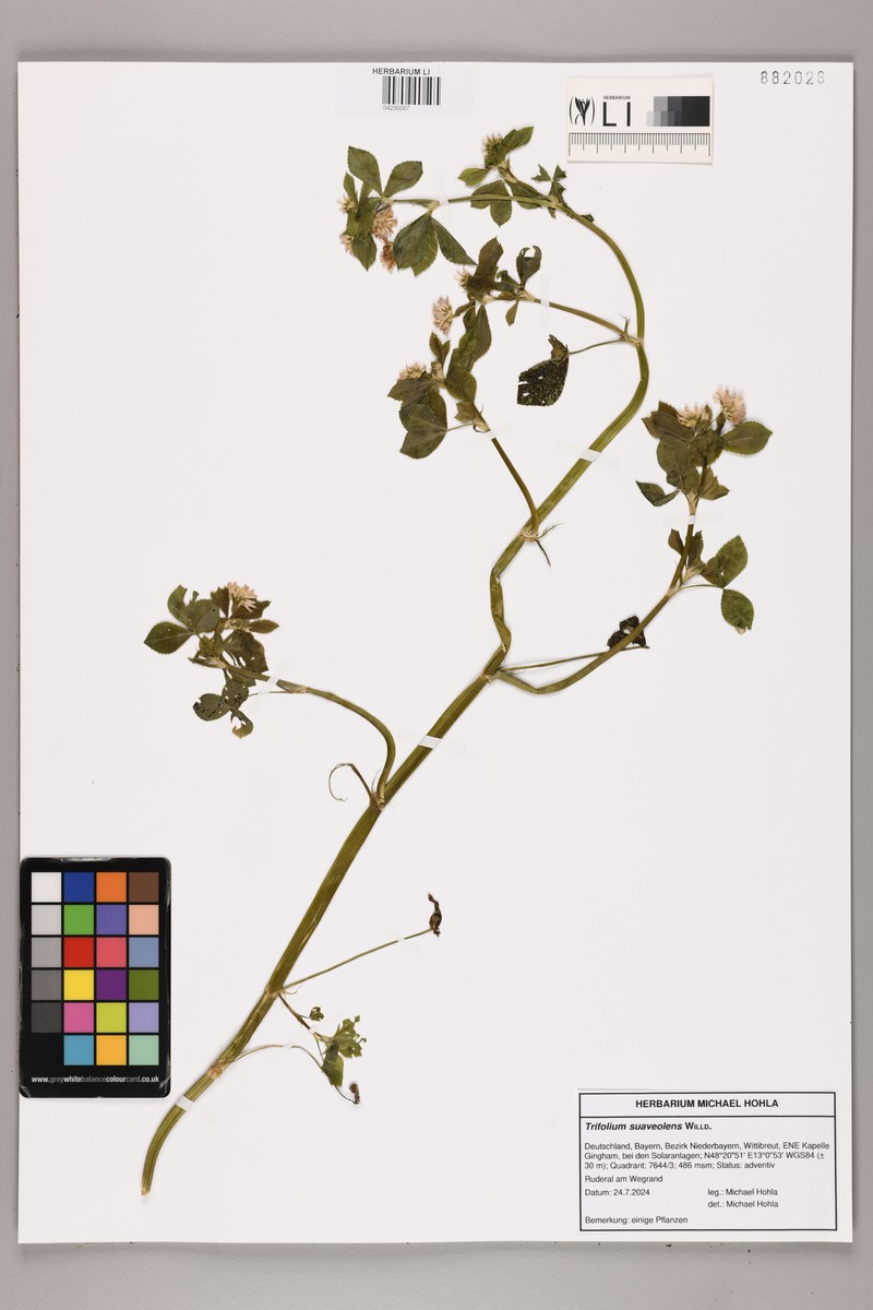 Trifolium resupinatum var. majus photo 4
