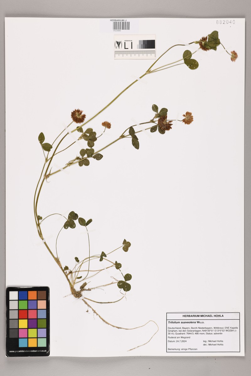 Trifolium resupinatum var. majus photo 5