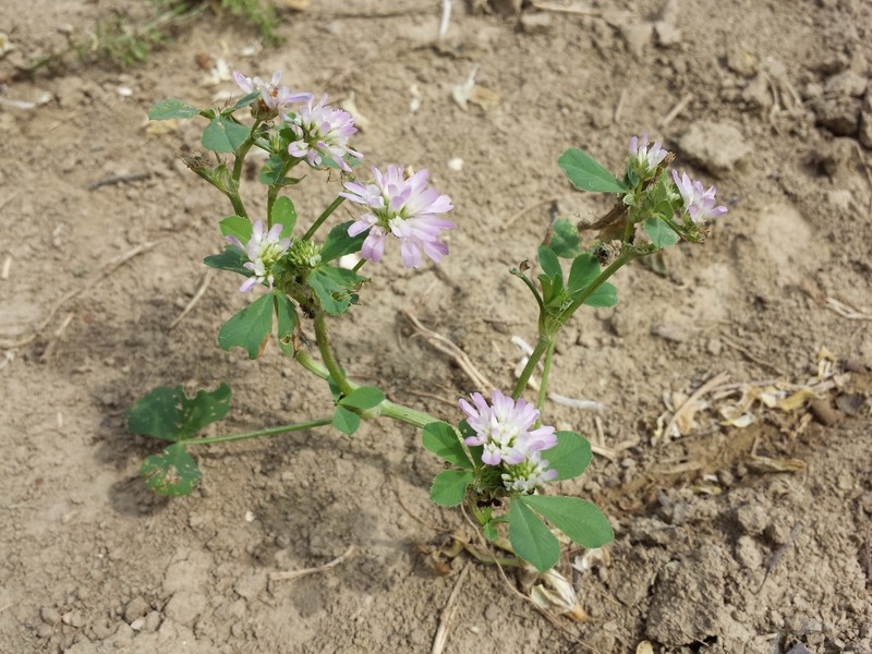 Trifolium resupinatum var. majus