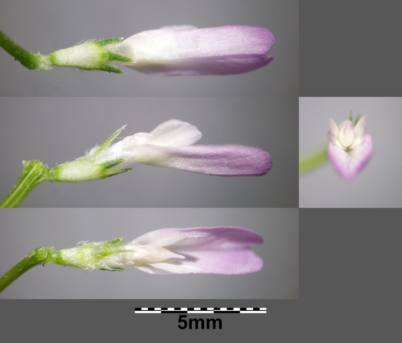 Trifolium resupinatum var. majus photo 6