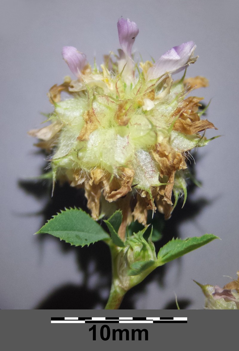 Trifolium resupinatum var. majus photo 7