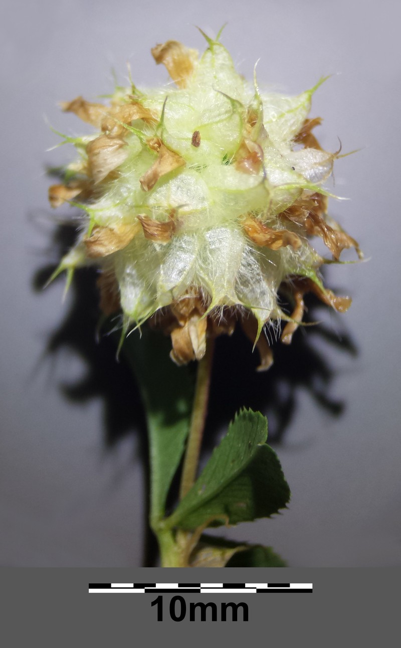 Trifolium resupinatum var. majus photo 8