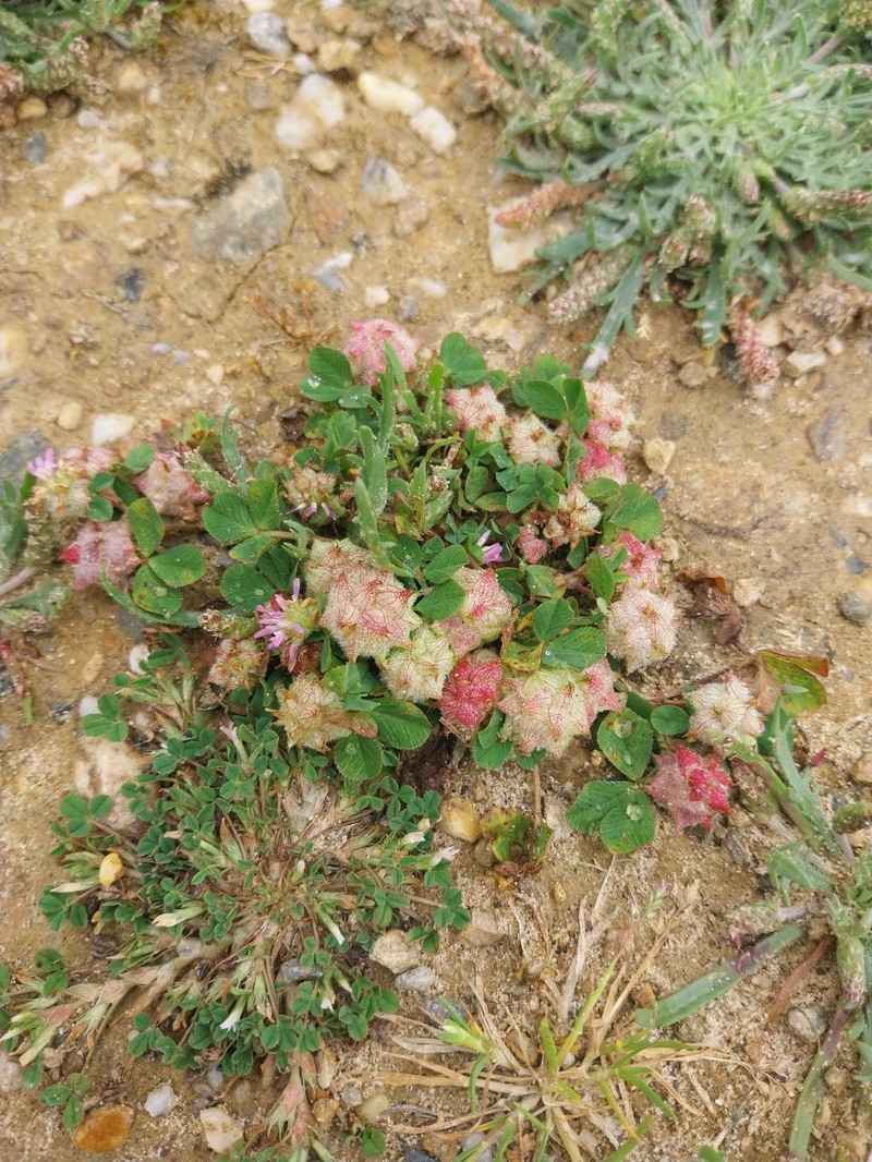 Trifolium resupinatum var. resupinatum