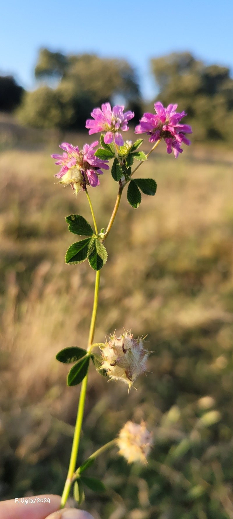 Trifolium resupinatum var. resupinatum photo 2