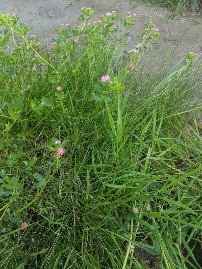 Trifolium resupinatum var. resupinatum photo 3
