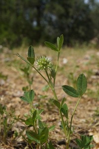 Teasel Clover
