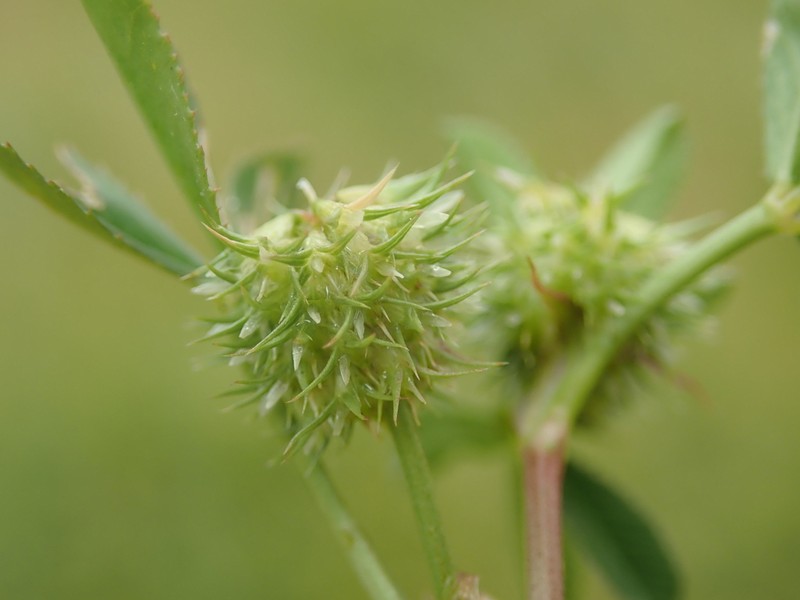 Teasel Clover photo 3