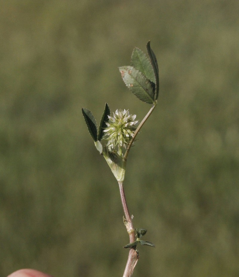 Teasel Clover photo 4