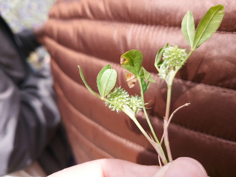 Teasel Clover photo 5