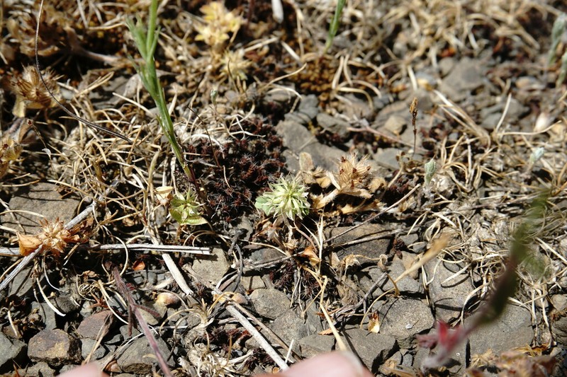 Teasel Clover photo 7