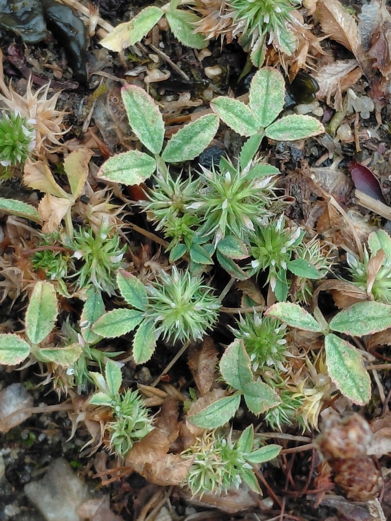 Teasel Clover photo 8